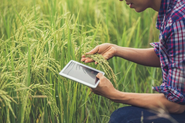 Yield Farming Oversight